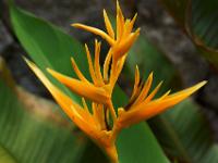Gelbe Heliconia oder Hummerschere - La Digue